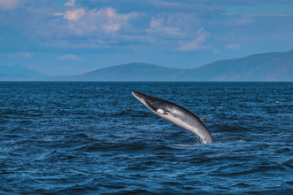 Minke whale breaching